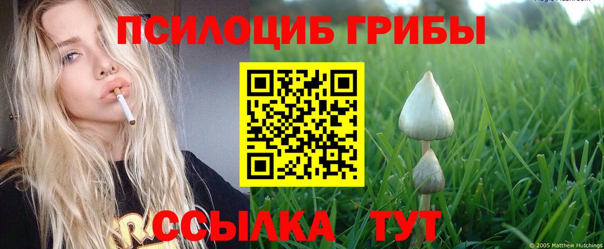 Псилоцибиновые грибы GOLDEN TEACHER  Вход с VPN  Подольск  Галлюциногенные грибы MAGIC MUSHROOMS 
