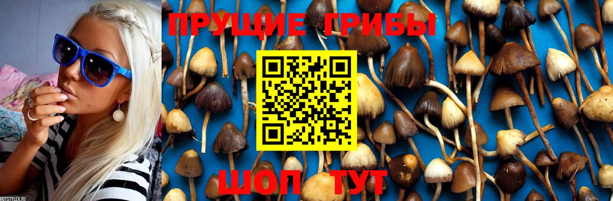 Псилоцибиновые грибы Psilocybe Подольск